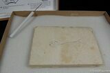 Prepare Your Own Fossil Fish Kit (B Grade) #615-2